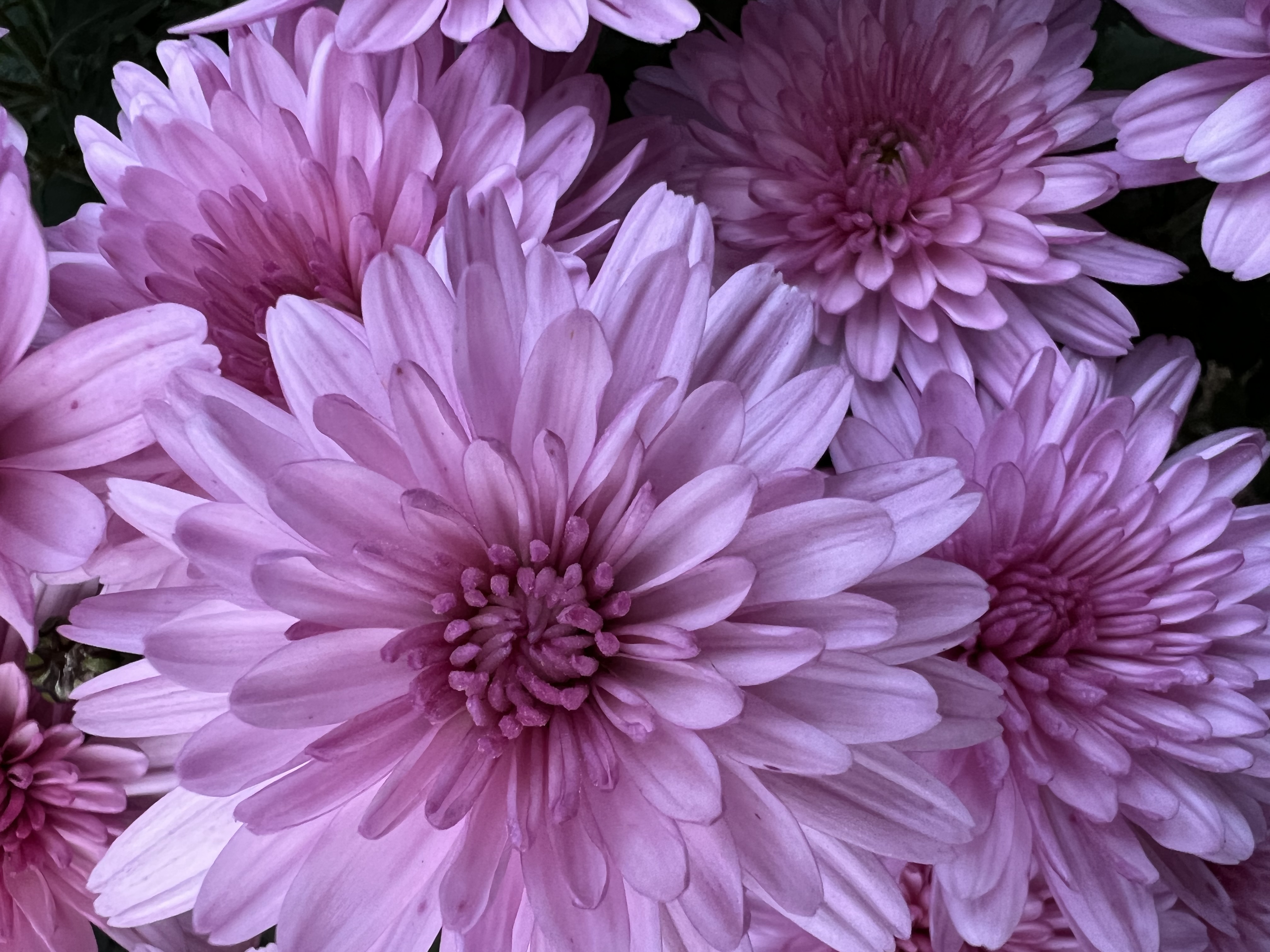 The benefits of FerVìda (fermented)