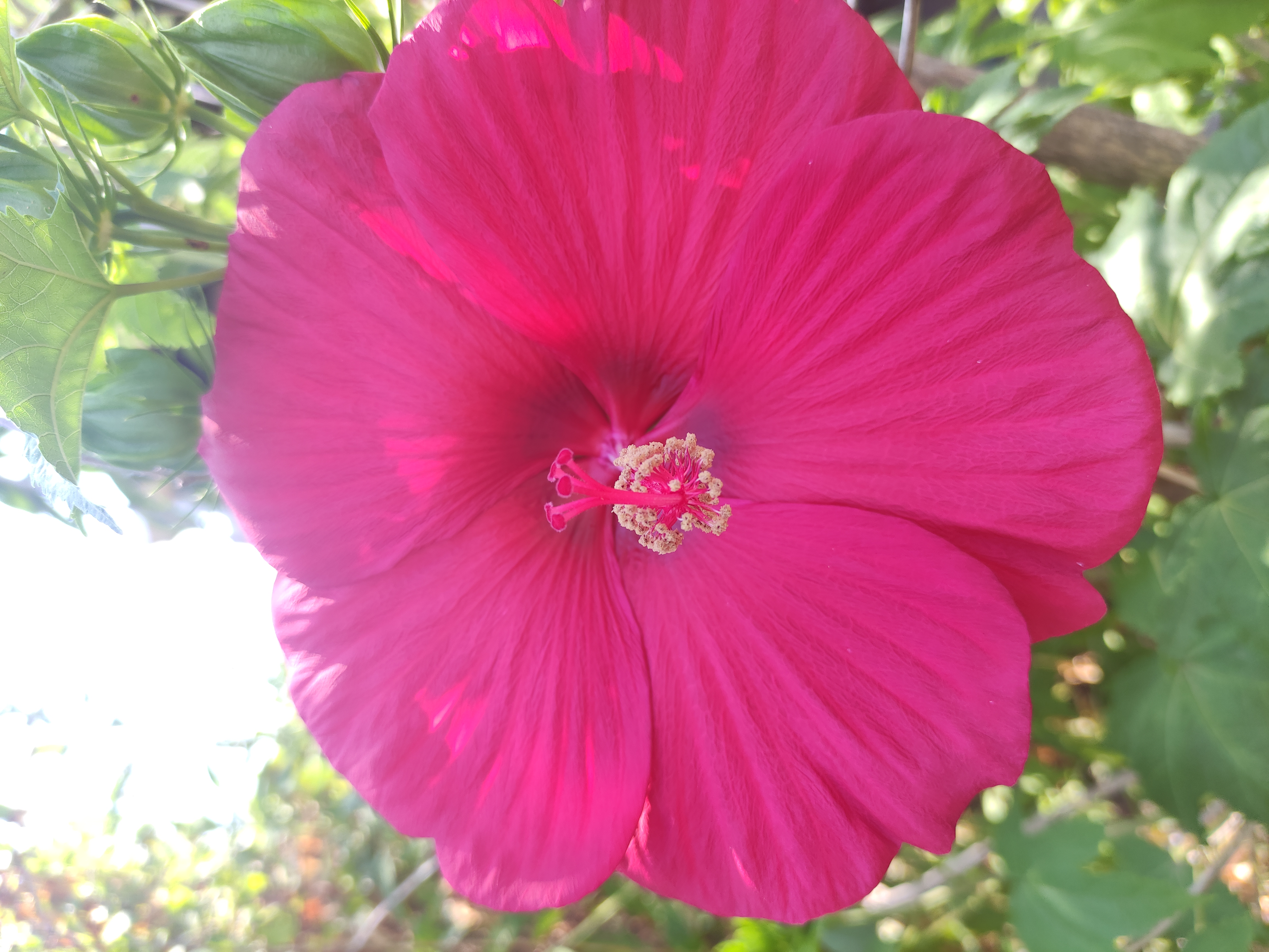 Medicated Oil (Thailam): Camellia, Hibiscus and Honeysuckle (50 ml dropper bottle)